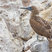 Blue-footed Booby